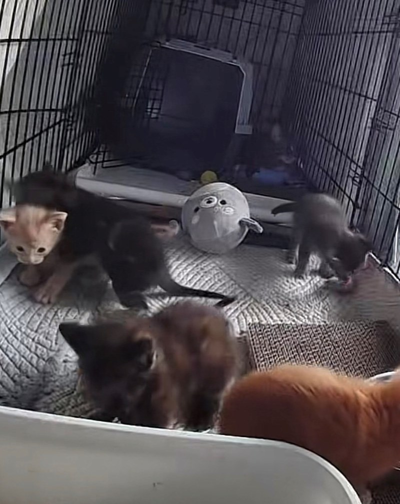 Cheezburger Image 10623507200