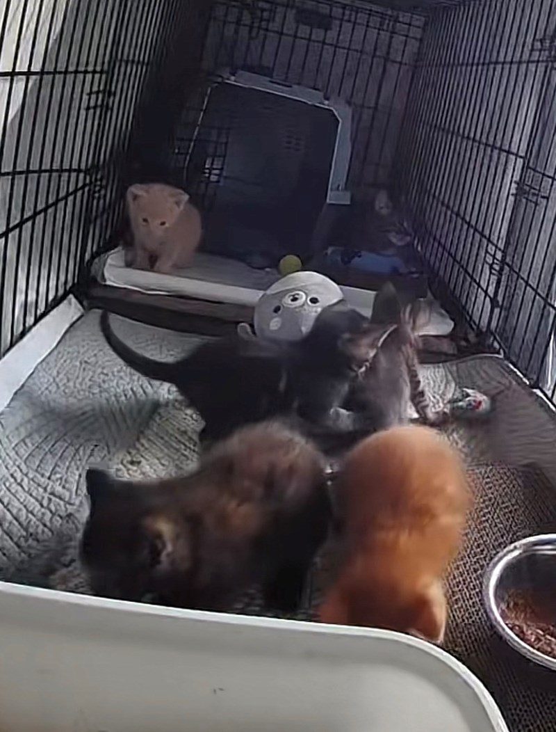 Cheezburger Image 10623507712