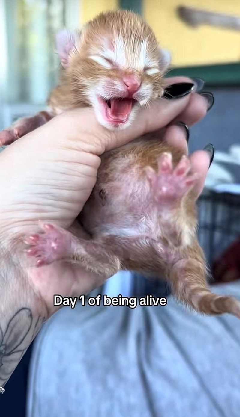 Day 1 of being alive