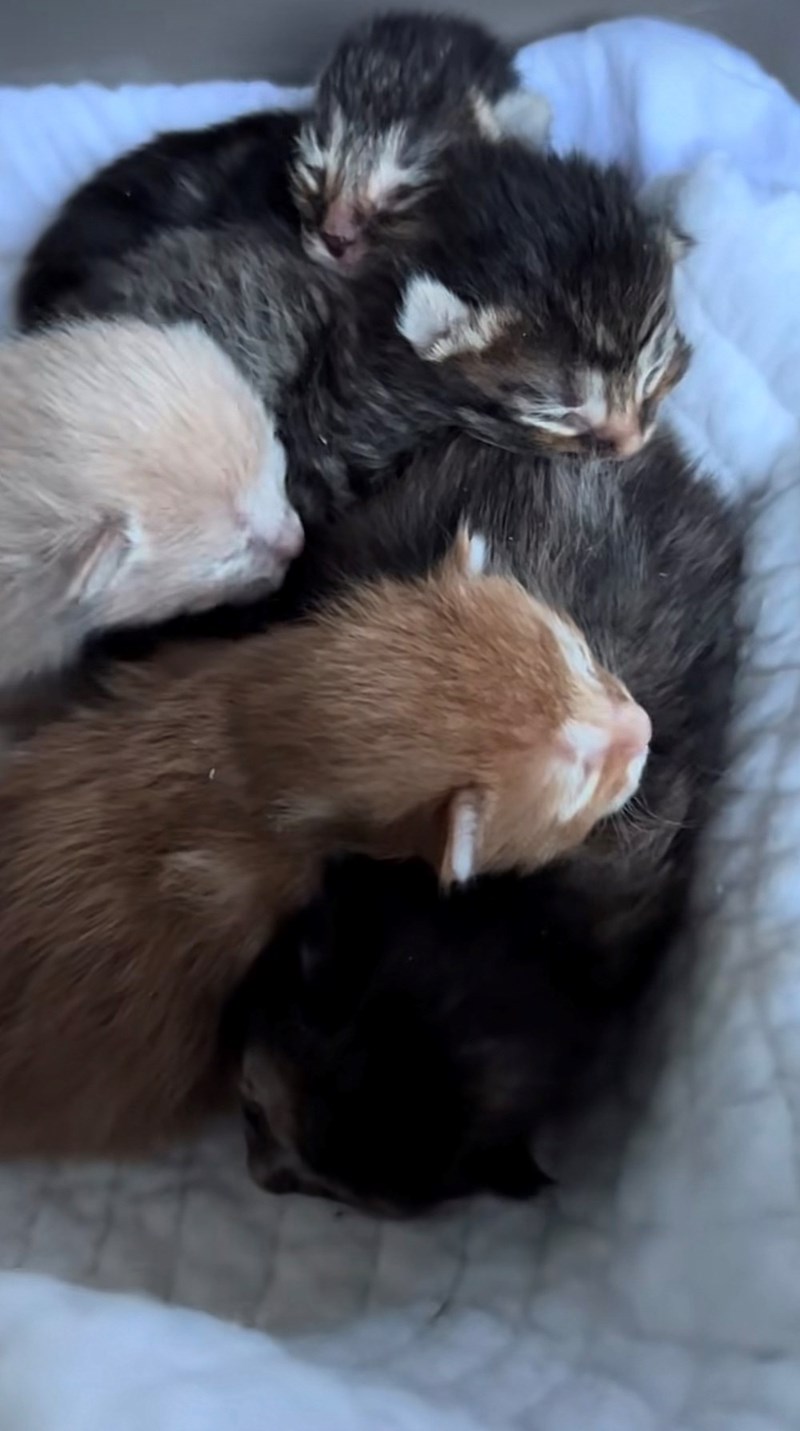 Cheezburger Image 10623508992