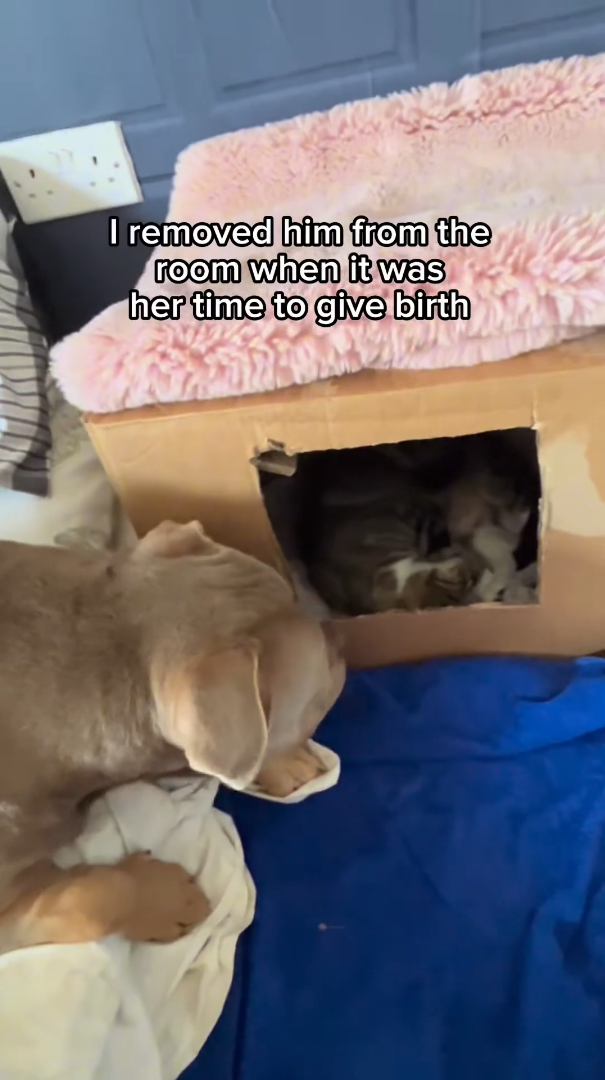 I removed him from the room when it was her time to give birth