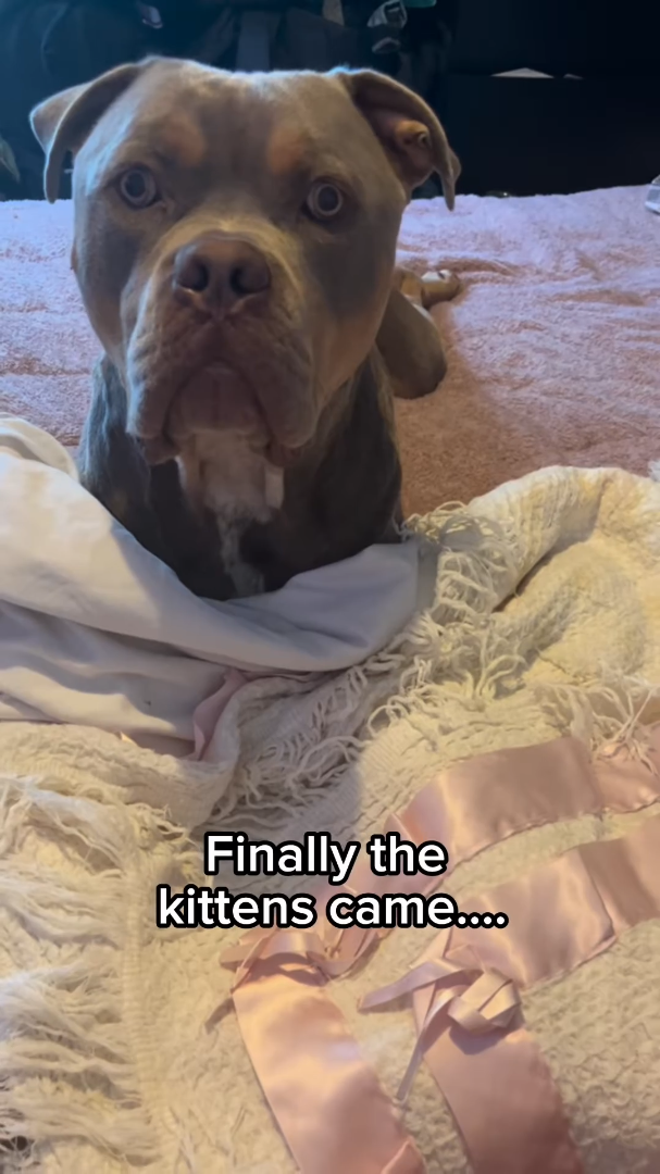 Finally the kittens came....