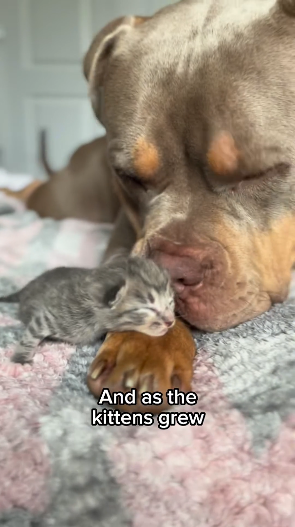 And as the kittens grew