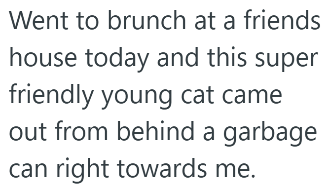 Went to brunch at a friends house today and this super friendly young cat came out from behind a garbage can right towards me.