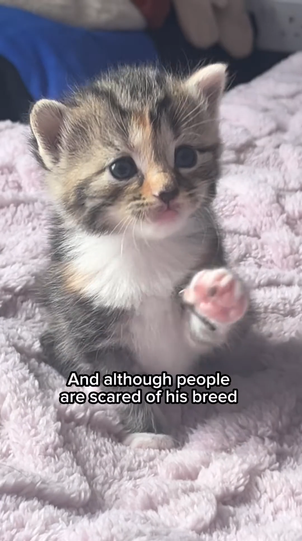 And although people are scared of his breed