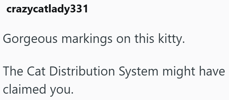 crazycatlady331 Gorgeous markings on this kitty. The Cat Distribution System might have claimed you.