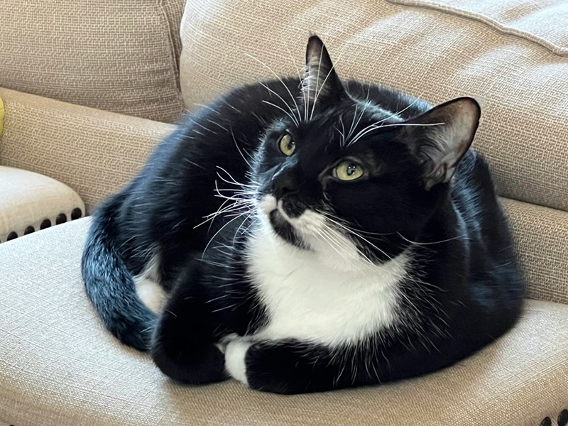 Picture of a cute tuxedo cat.
