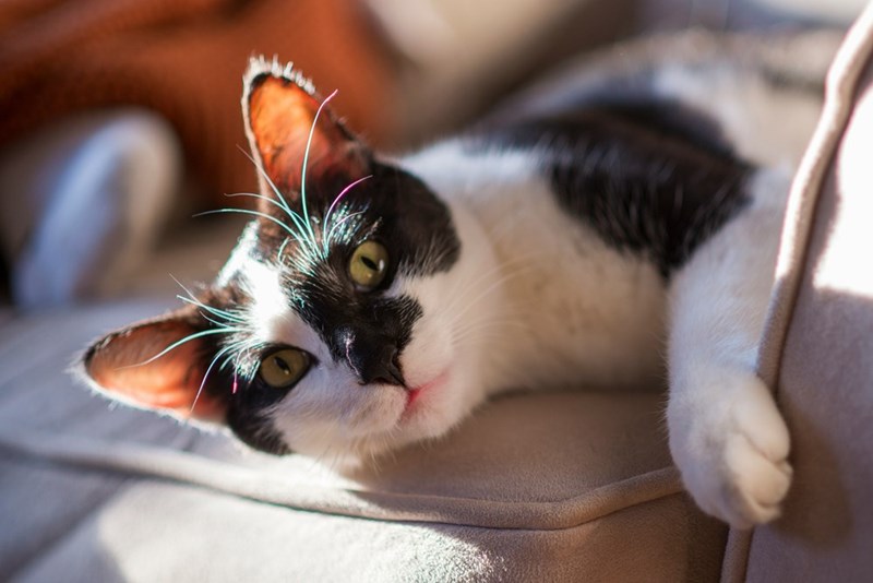 Picture of a cute tuxedo cat.