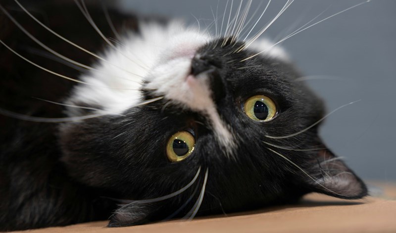 Picture of a cute tuxedo cat lying on its back.
