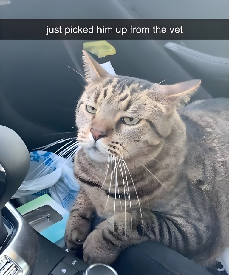just picked him up from the vet