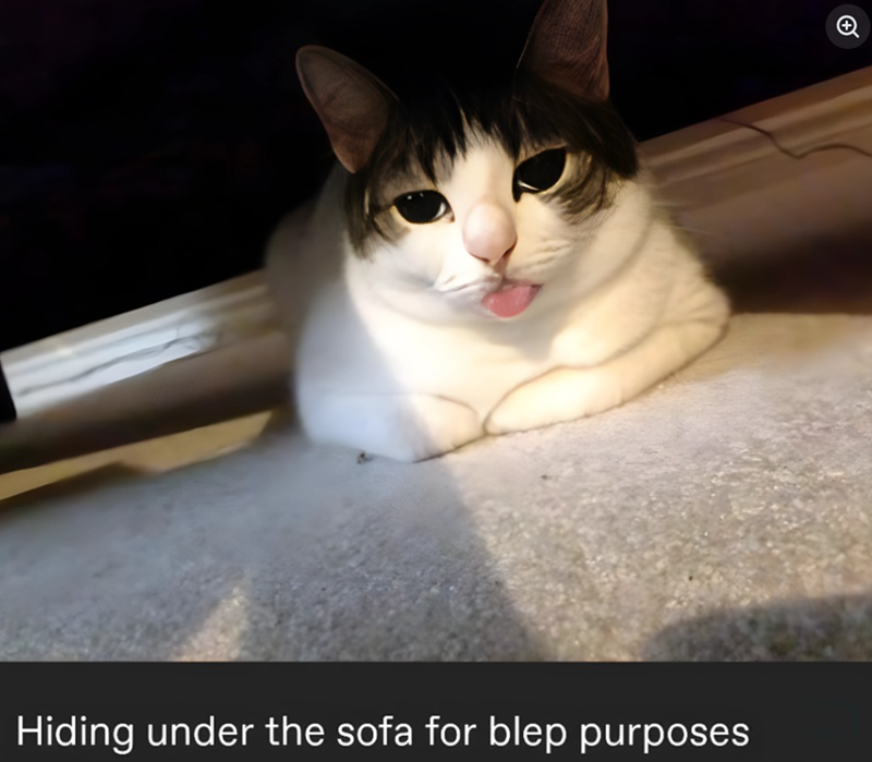 Hiding under the sofa for blep purposes +