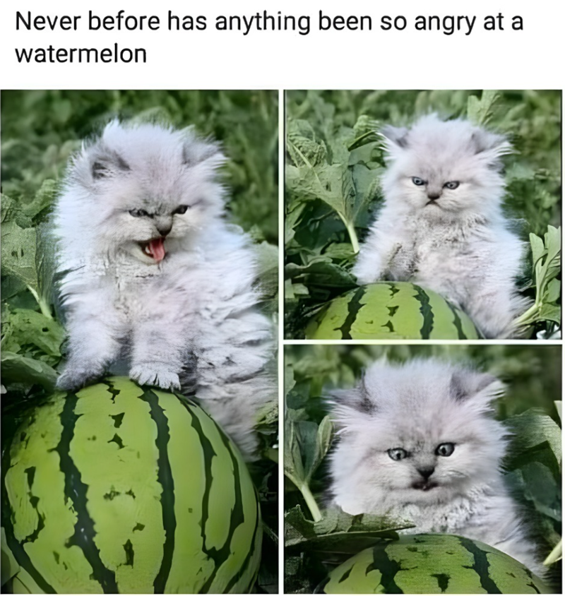 Never before has anything been so angry at a watermelon