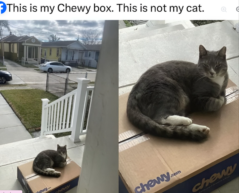 This is my Chewy box. This is not my cat. hany chema chewy.com chewy