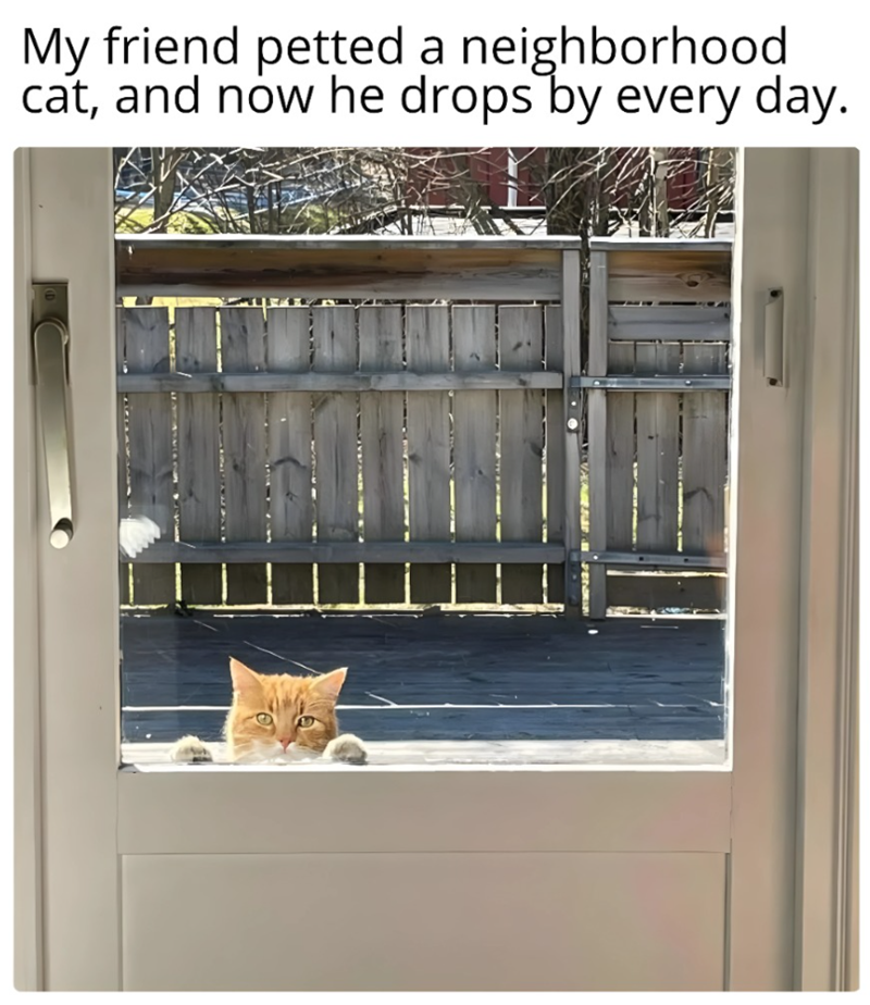 My friend petted a neighborhood cat, and now he drops by every day.