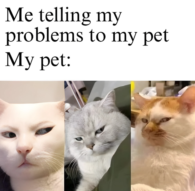 Me telling my problems to my pet My pet: