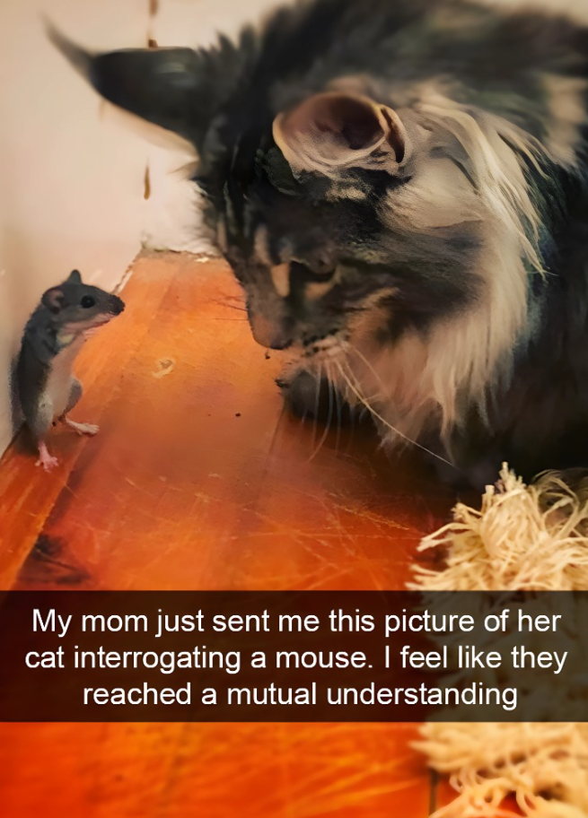 My mom just sent me this picture of her cat interrogating a mouse. I feel like they reached a mutual understanding