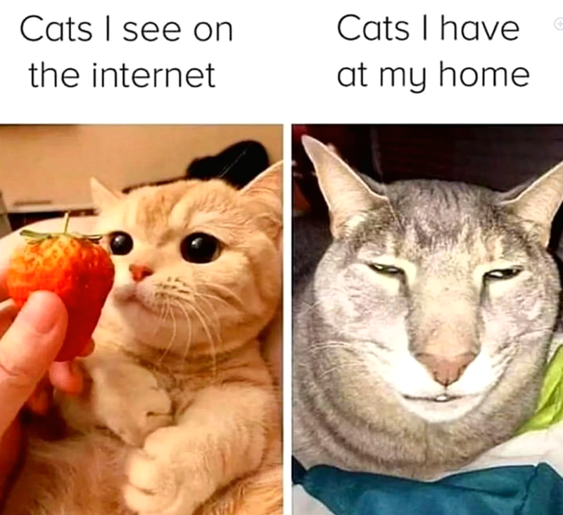 Cats I see on the internet Cats I have at my home