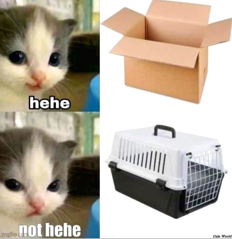 Amaflip.co hehe ot hehe Cats World