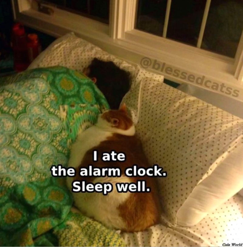 @blessedcatss I ate the alarm clock. Sleep well. Cats World