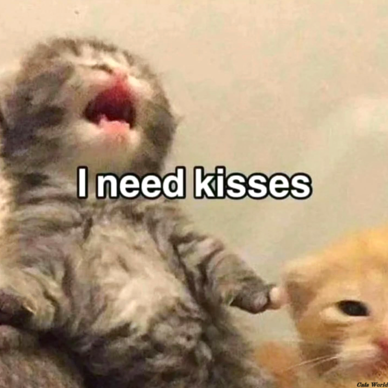 I need kisses Cats World