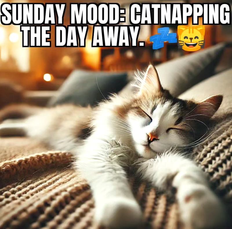 SUNDAY MOOD: CATNAPPING THE DAY AWAY.