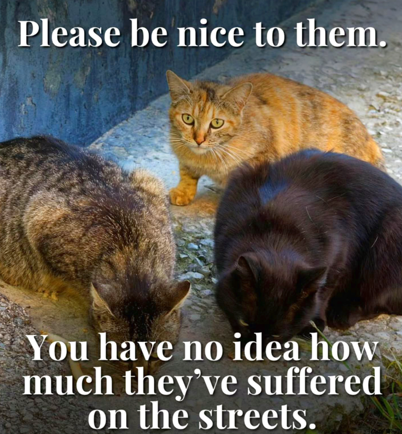 Please be nice to them. You have no idea how much they've suffered on the streets.