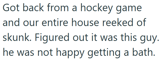 Got back from a hockey game and our entire house reeked of skunk. Figured out it was this guy. he was not happy getting a bath.