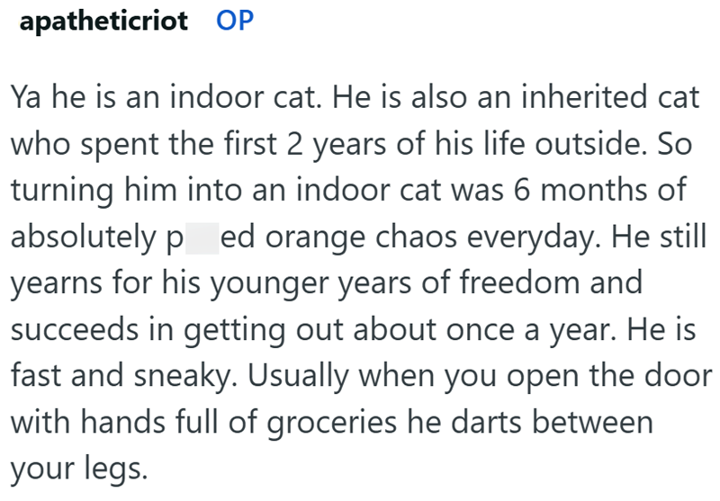 apatheticriot OP Ya he is an indoor cat. He is also an inherited cat who spent the first 2 years of his life outside. So turning him into an indoor cat was 6 months of absolutely p ed orange chaos everyday. He still yearns for his younger years of freedom and succeeds in getting out about once a year. He is fast and sneaky. Usually when you open the door with hands full of groceries he darts between your legs.