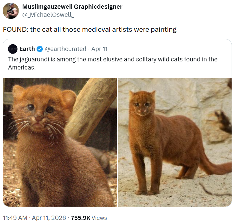 Muslimgauzewell Graphicdesigner @_MichaelOswell_ FOUND: the cat all those medieval artists were painting Earth @earthcurated • Apr 11 The jaguarundi is among the most elusive and solitary wild cats found in the Americas. 11:49 AM Apr 11, 2026 - 755.9K Views