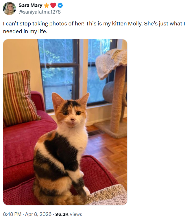 Sara Mary @saniyafatma1278 I can't stop taking photos of her! This is my kitten Molly. She's just what I needed in my life. 8:48 PM - Apr 8, 2026 - 96.2K Views