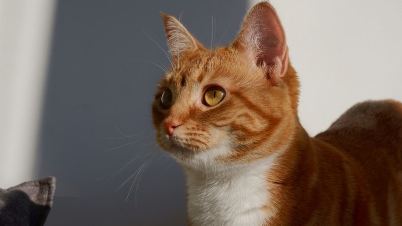 Picture of a cute ginger and white cat.