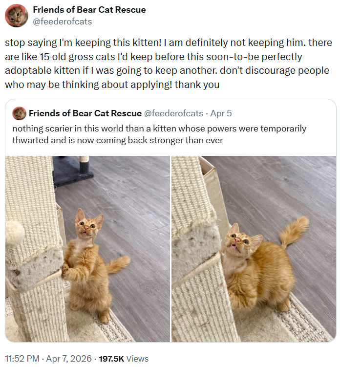 Friends of Bear Cat Rescue @feederofcats stop saying I'm keeping this kitten! I am definitely not keeping him. there are like 15 old gross cats I'd keep before this soon-to-be perfectly adoptable kitten if I was going to keep another. don't discourage people who may be thinking about applying! thank you Friends of Bear Cat Rescue @feederofcats - Apr 5 nothing scarier in this world than a kitten whose powers were temporarily thwarted and is now coming back stronger than ever 11:52 PM - Apr 7, 202