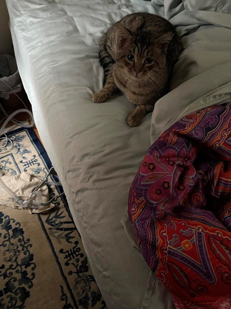 Cheezburger Image 10623561984