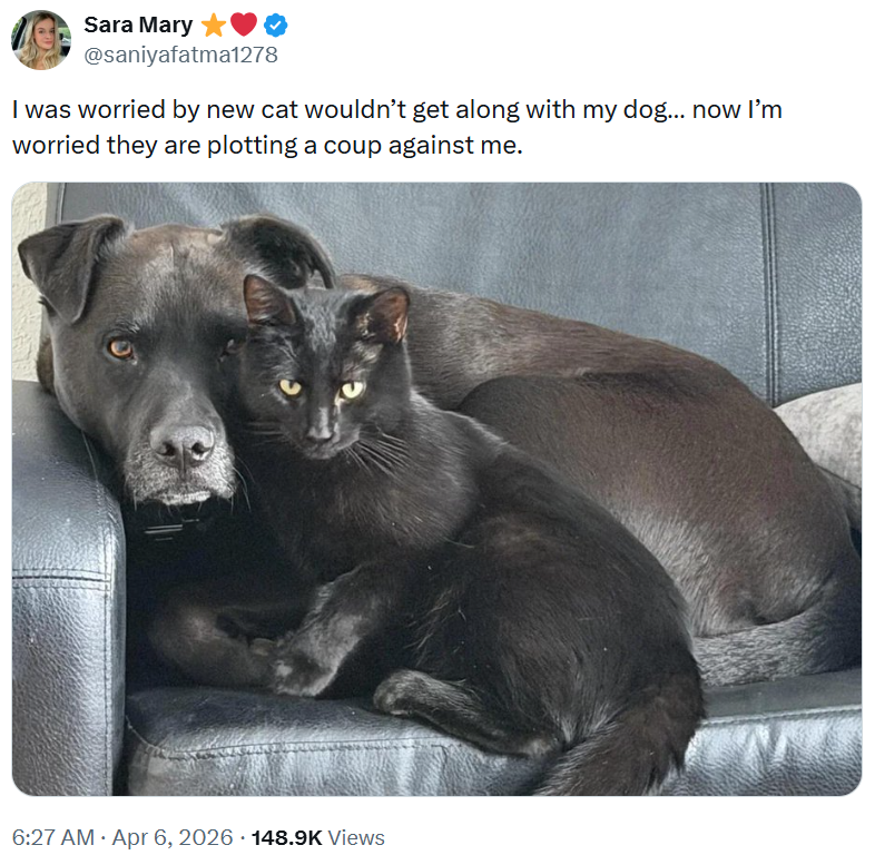 Sara Mary @saniyafatma1278 I was worried by new cat wouldn't get along with my dog... now I'm worried they are plotting a coup against me. 6:27 AM Apr 6, 2026 148.9K Views