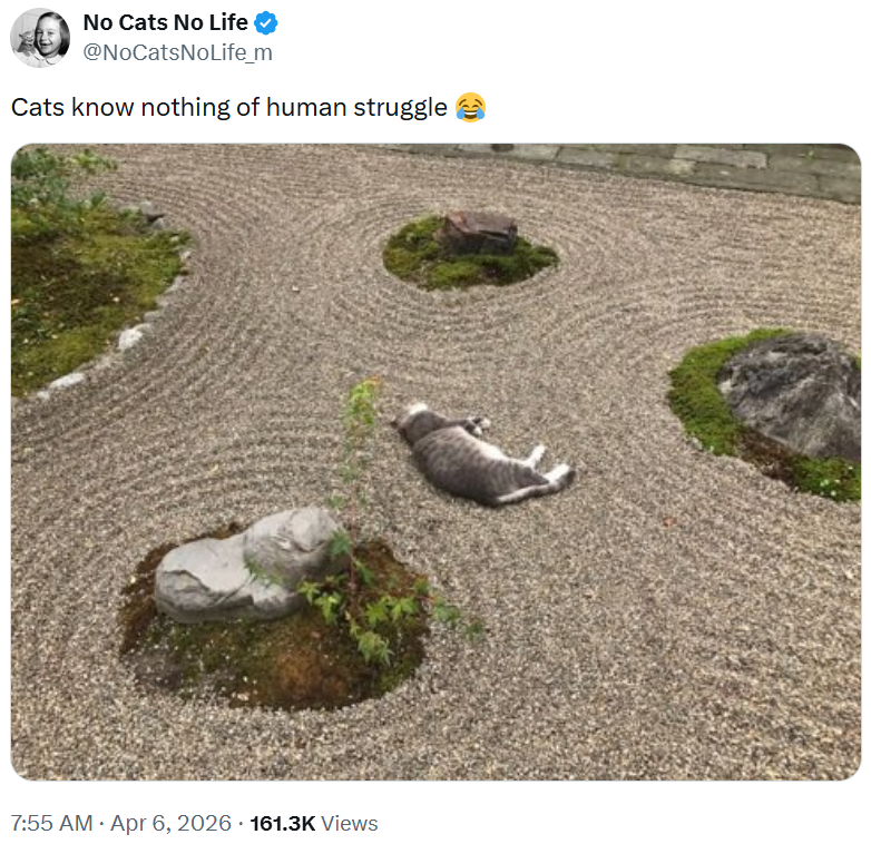 No Cats No Life @NoCatsNoLife_m Cats know nothing of human struggle 7:55 AM • Apr 6, 2026 161.3K Views