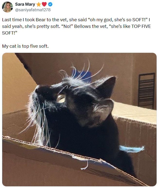 Sara Mary @saniyafatma1278 Last time I took Bear to the vet, she said "oh my god, she's so SOFT!" I said yeah, she's pretty soft. "No!" Bellows the vet, "she's like TOP FIVE SOFT!" My cat is top five soft.