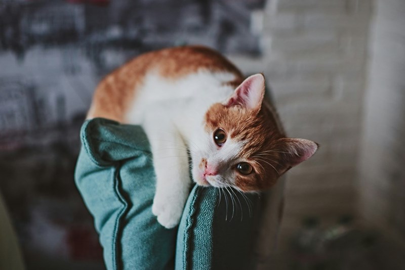 Picture of a cute ginger and white cat lying in a silly position. 