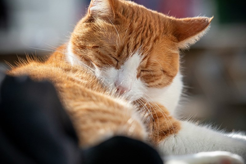 Picture of a cute ginger and white cat with its eyes closed.