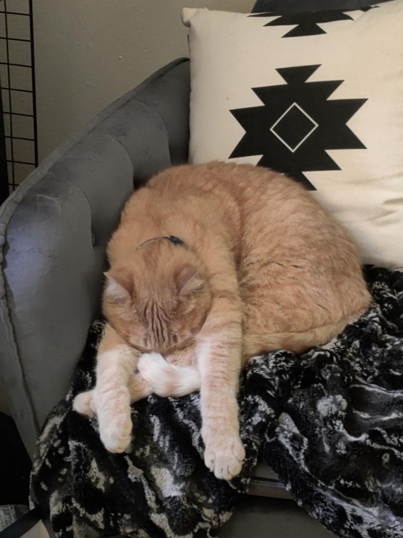 Cheezburger Image 10623565056