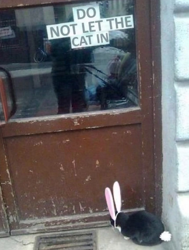 DO NOT LET THE CAT IN