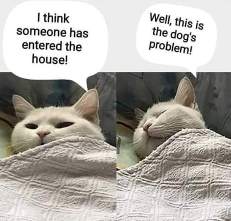 I think someone has entered the house! Well, this is the dog's problem!