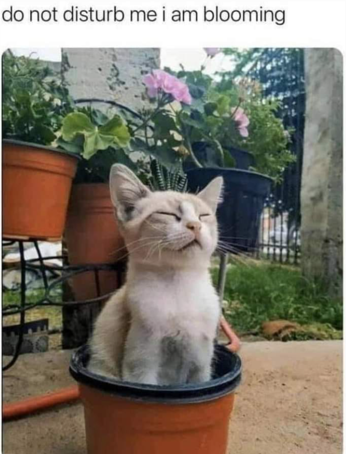 do not disturb me i am blooming