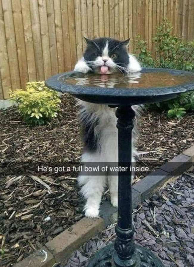 He's got a full bowl of water inside.