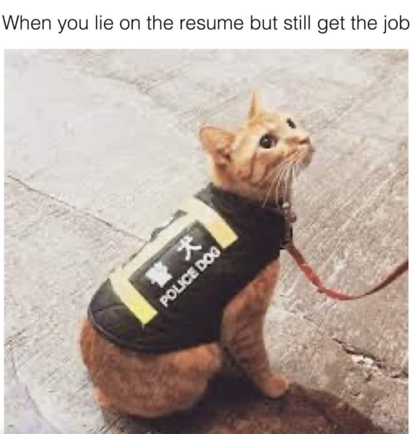 When you lie on the resume but still get the job 警犬 POLICE DOG