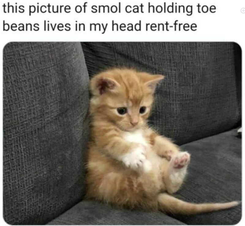 this picture of smol cat holding toe beans lives in my head rent-free