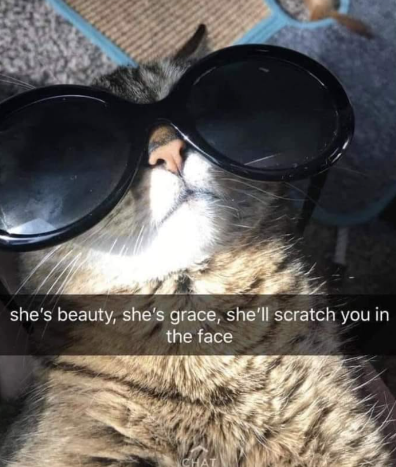 she's beauty, she's grace, she'll scratch you in the face CHAT