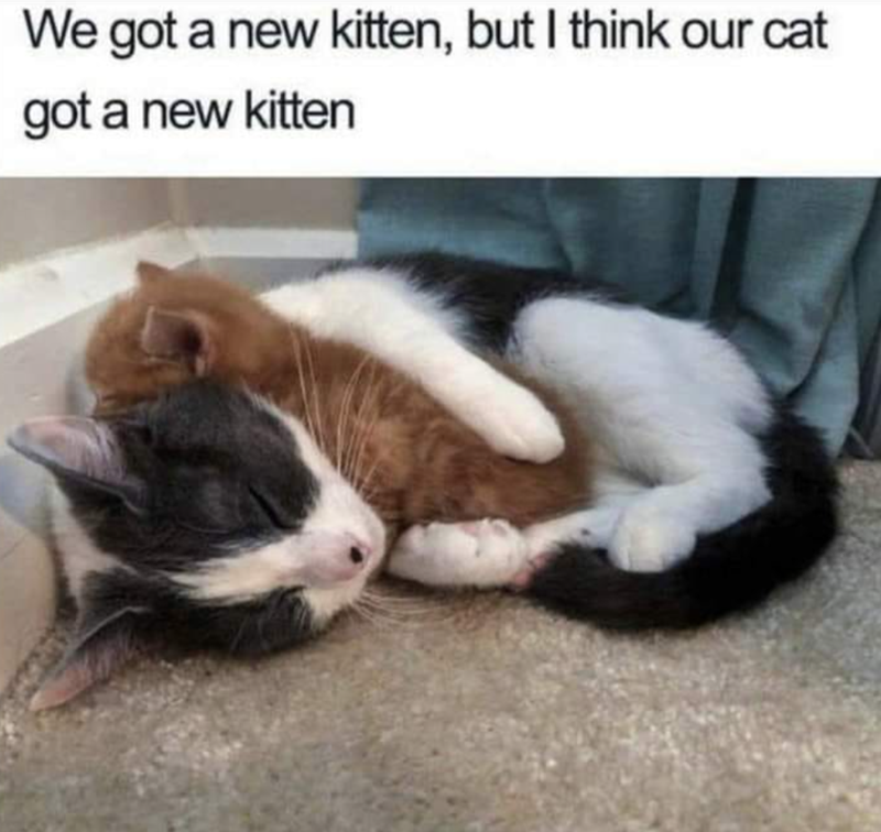 We got a new kitten, but I think our cat got a new kitten