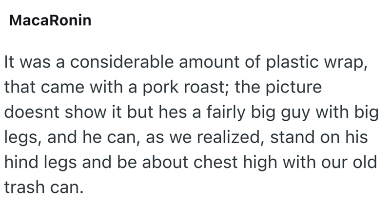 MacaRonin It was a considerable amount of plastic wrap, that came with a pork roast; the picture doesnt show it but hes a fairly big guy with big legs, and he can, as we realized, stand on his hind legs and be about chest high with our old trash can.