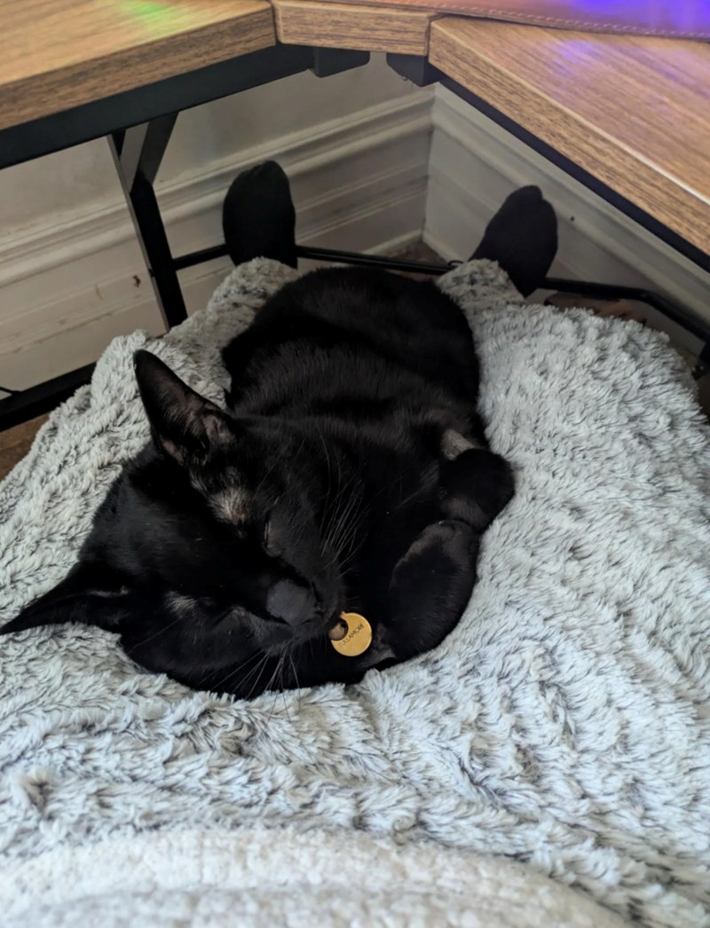 Cheezburger Image 10623587584