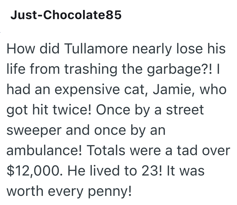 Just-Chocolate 85 How did Tullamore nearly lose his life from trashing the garbage?! | had an expensive cat, Jamie, who got hit twice! Once by a street sweeper and once by an ambulance! Totals were a tad over $12,000. He lived to 23! It was worth every penny!